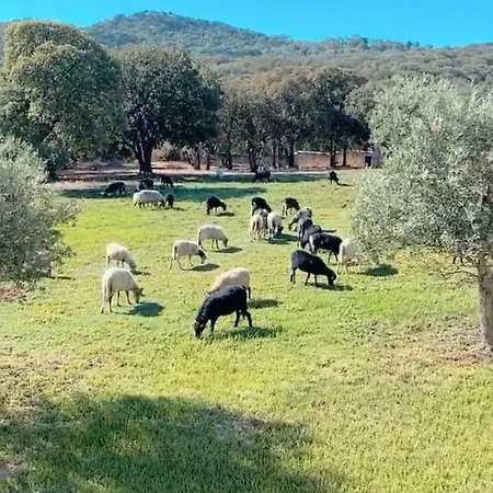 Clos Des Oliviers Lumio (Corsica)